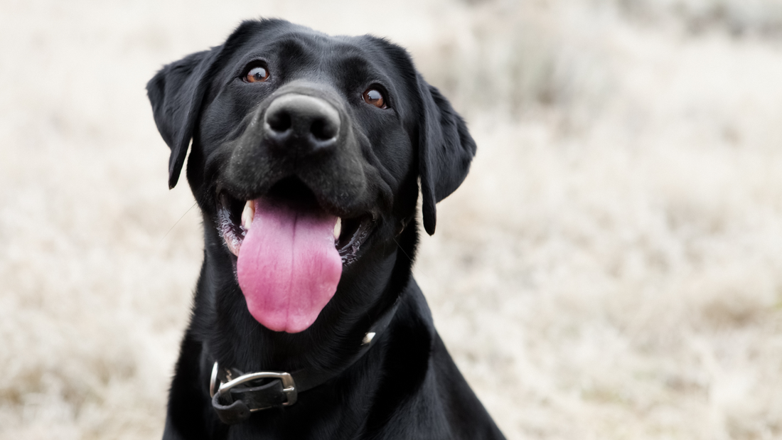 Ejercicio y Enriquecimiento Mental: Mantén a Tu Mascota Activa y Feliz